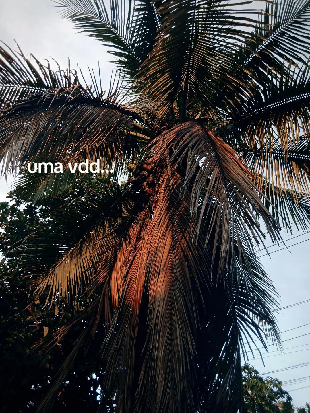 @🍄🟫M_Rodrigues☆