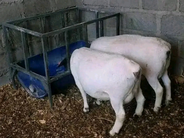 @Smart Farm Kenya
