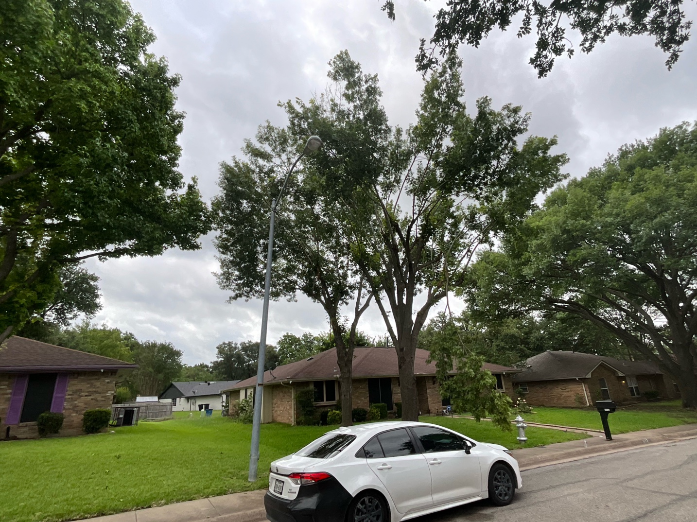 @Live Oak Tree Service
