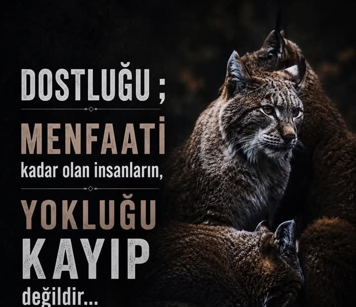 @mecnun