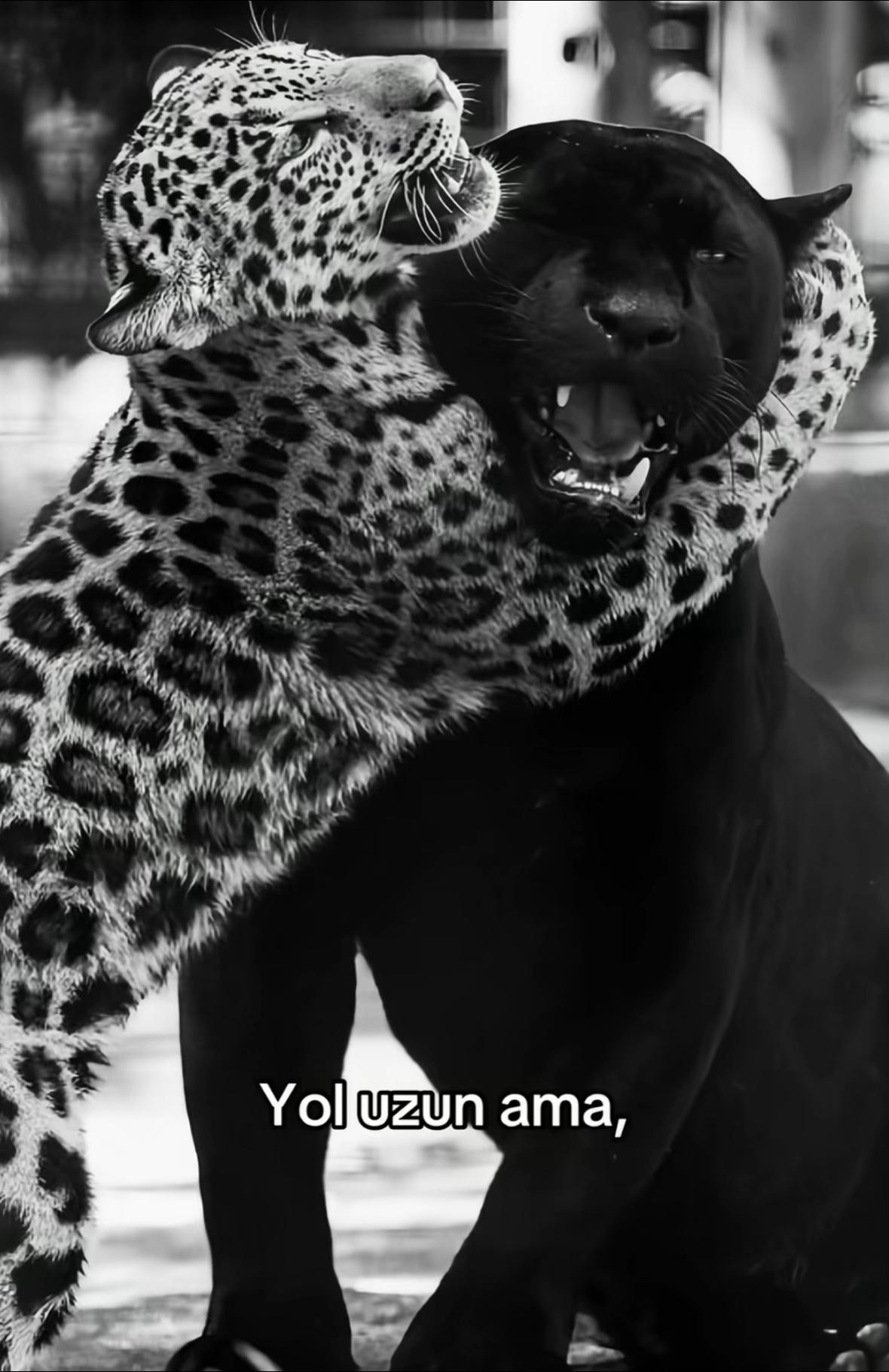@MUSA