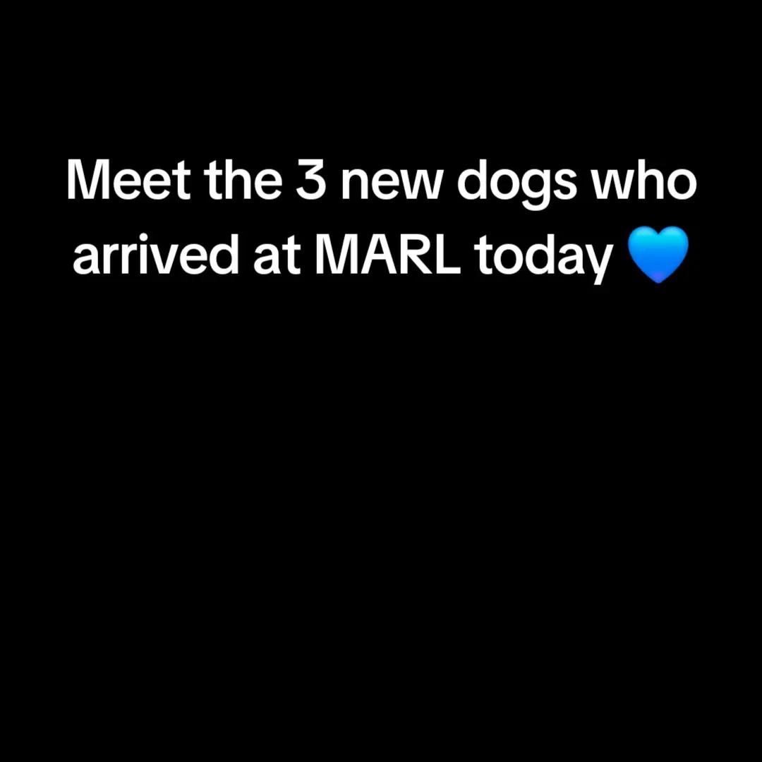 @MARL 💙