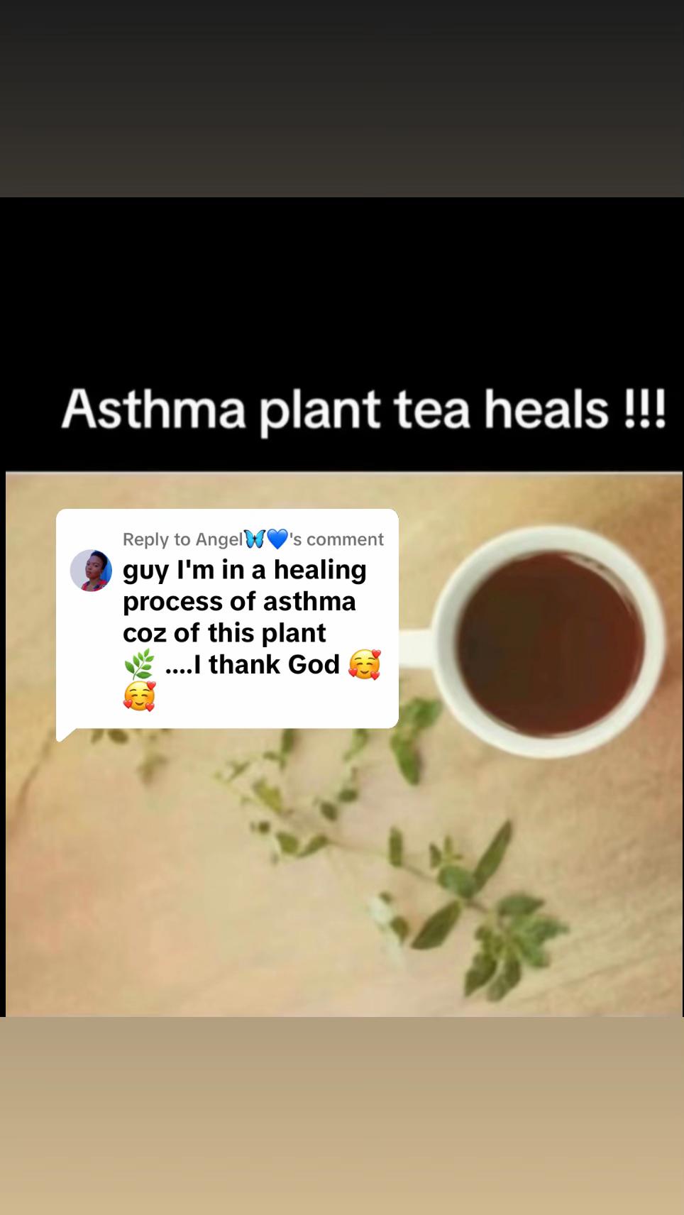 @Asthma-plant_herbalshop