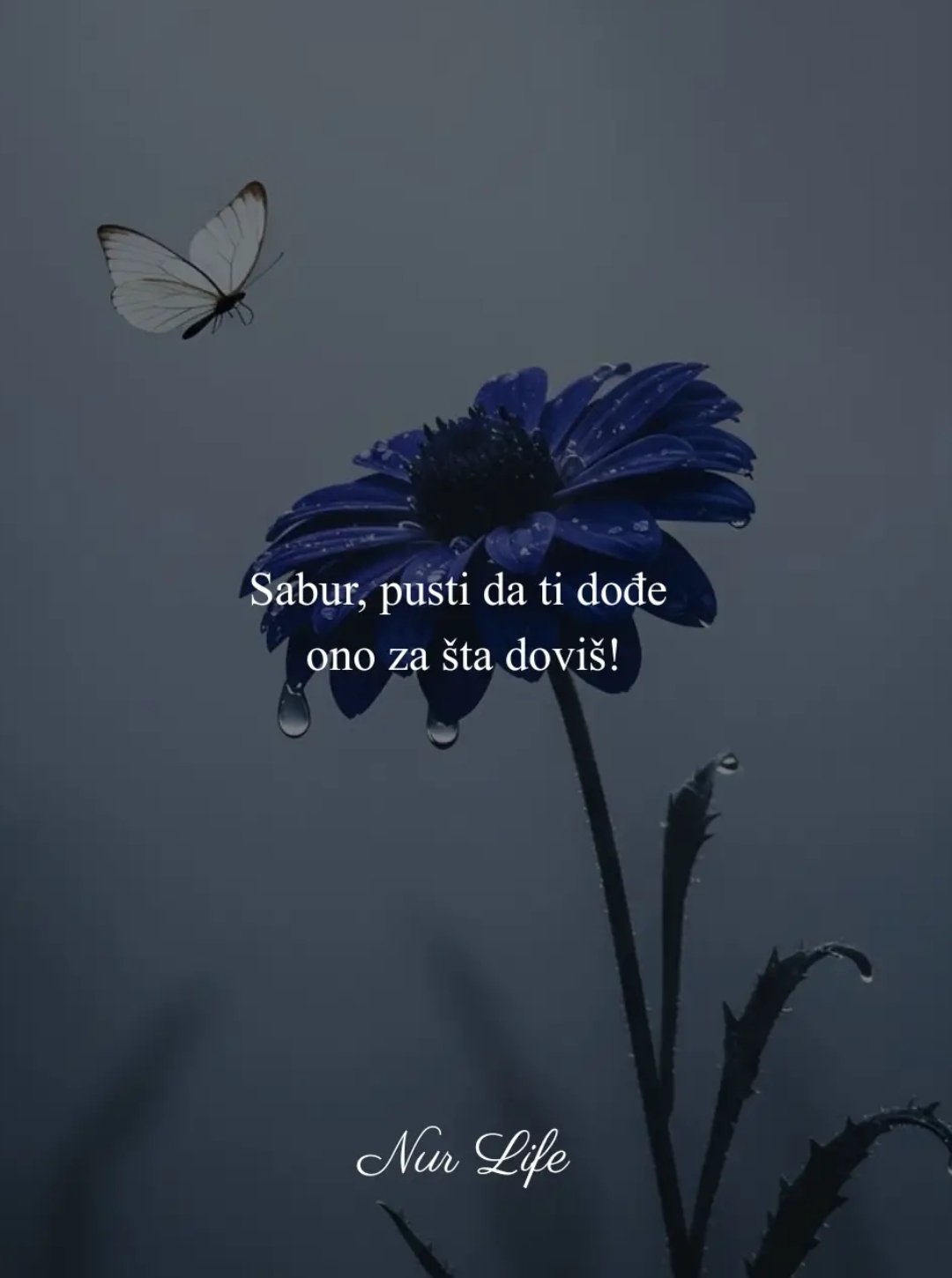 @โ๏ธโจ๐๐๐๐ฟ๐ผ๐โจโ๏ธ
