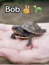 @Bob ✌️🐢