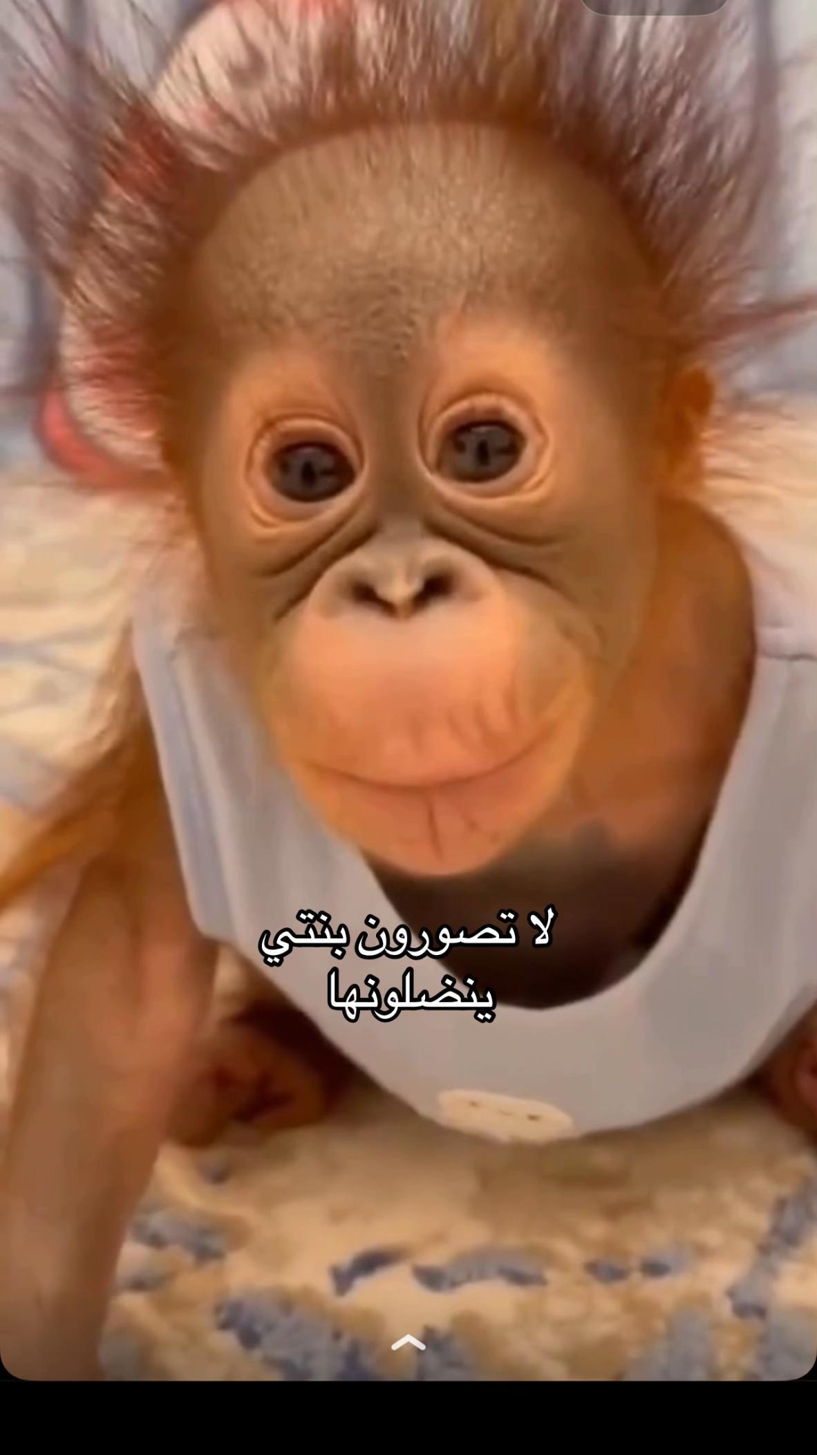 @عبدالله التميمي