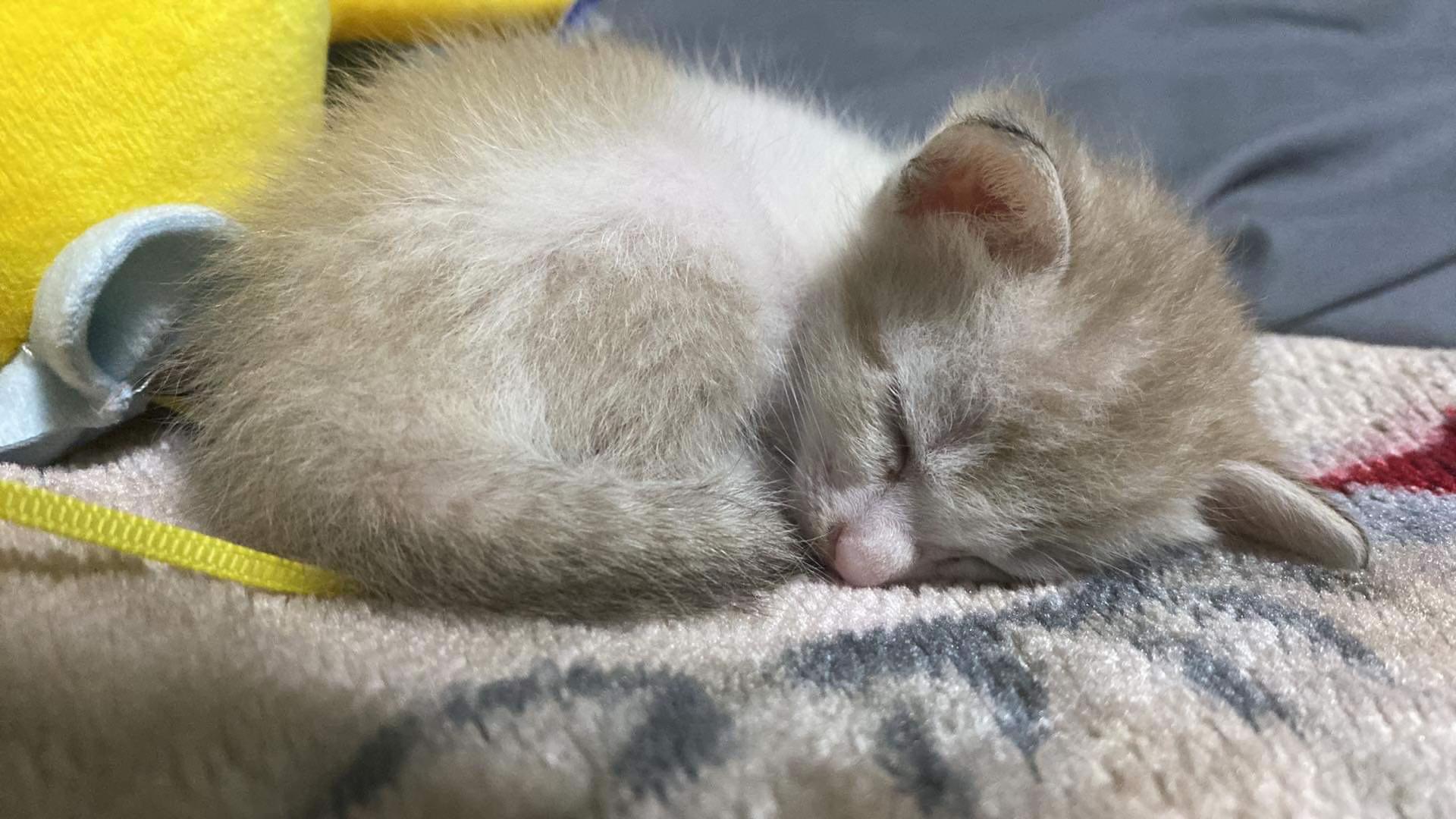@🧧เปาเฮง🧧รีวิวแมว🐱