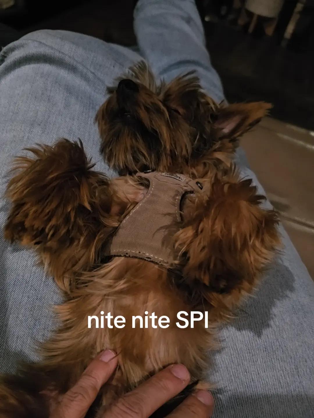 @spi.liciOSO