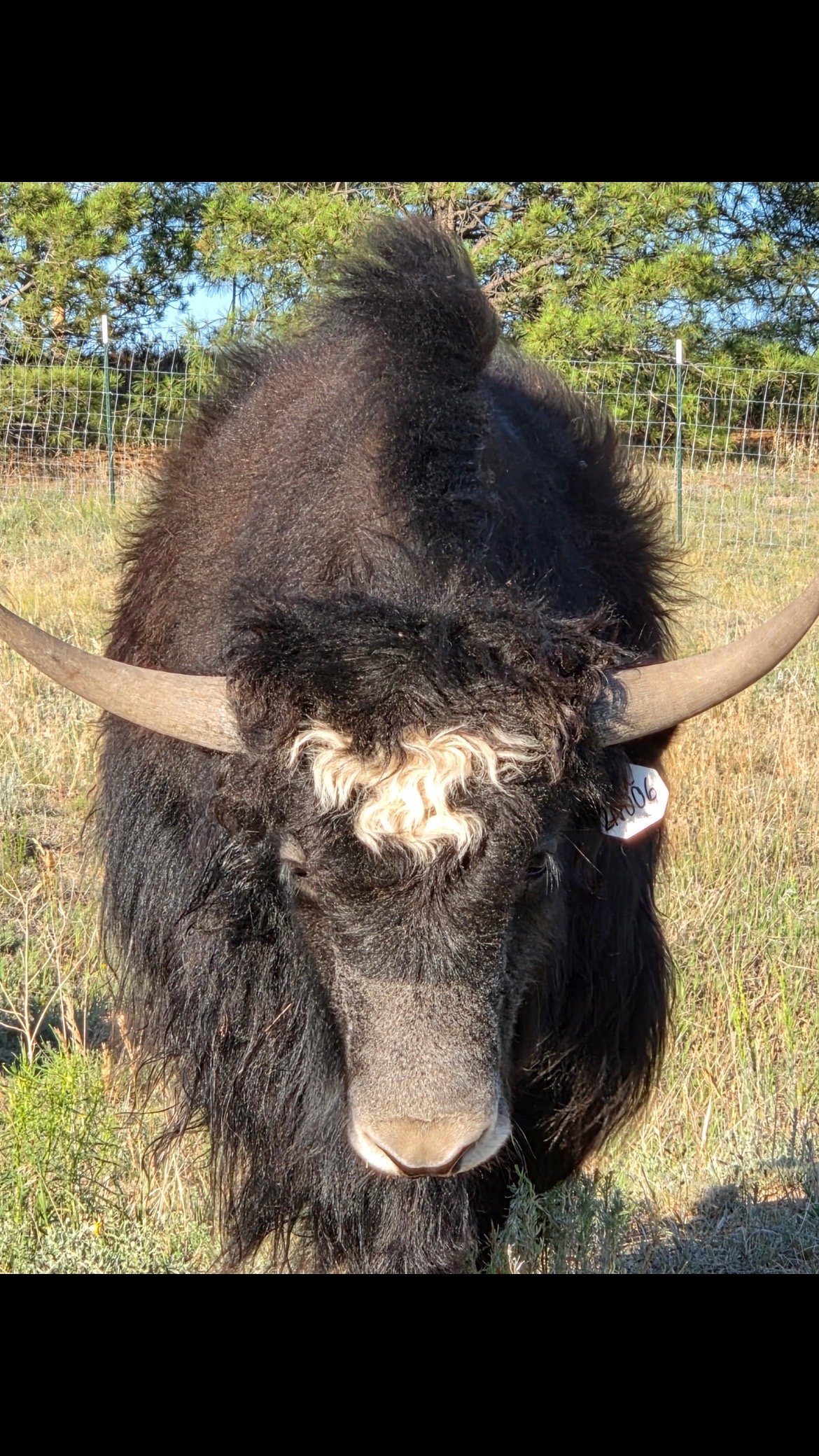 @Yakety Yak Ranch