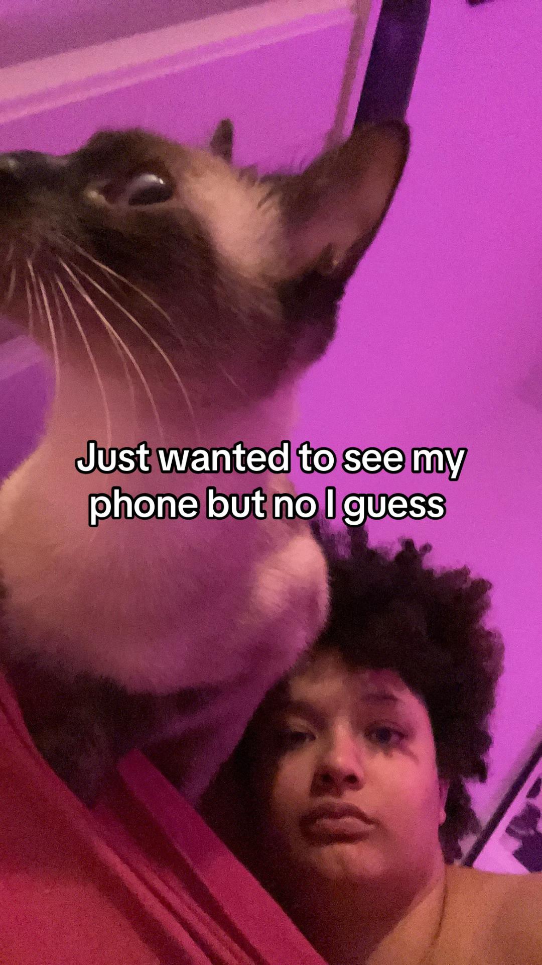 @Meow