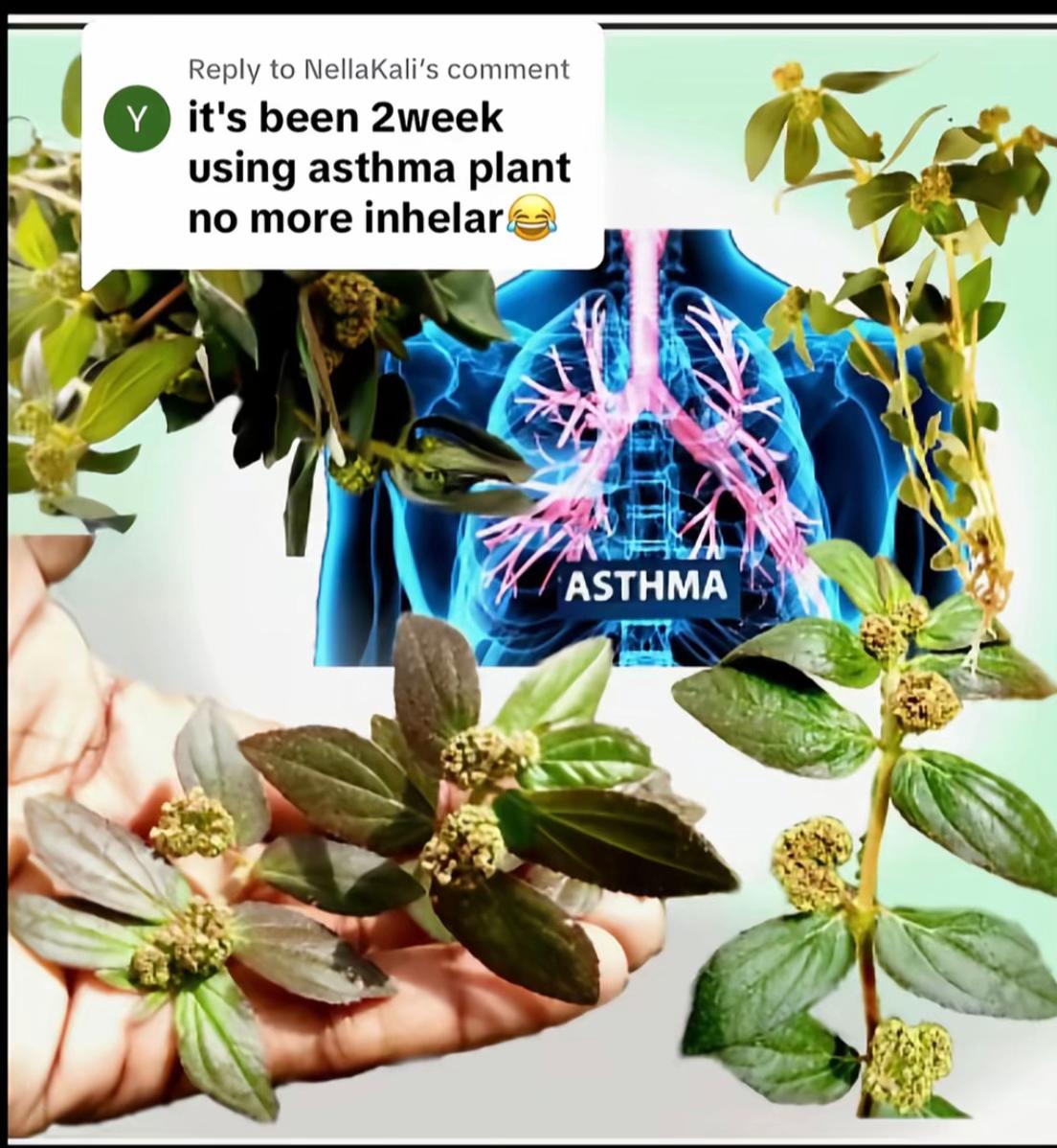 @Asthma-plant_herbalshop