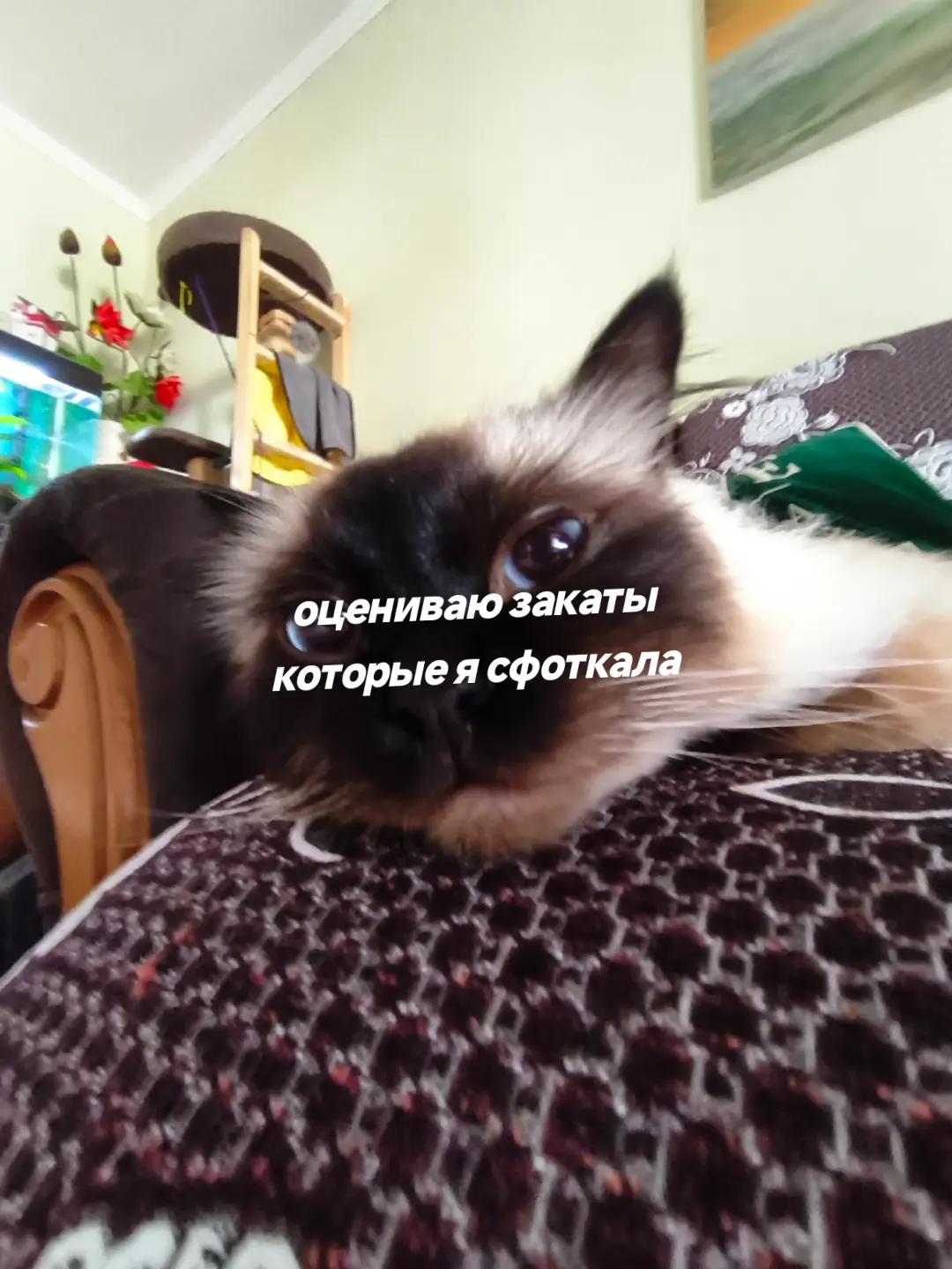 @чайный пакетик