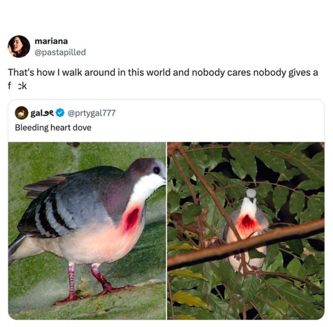 @drewgoodenfan68