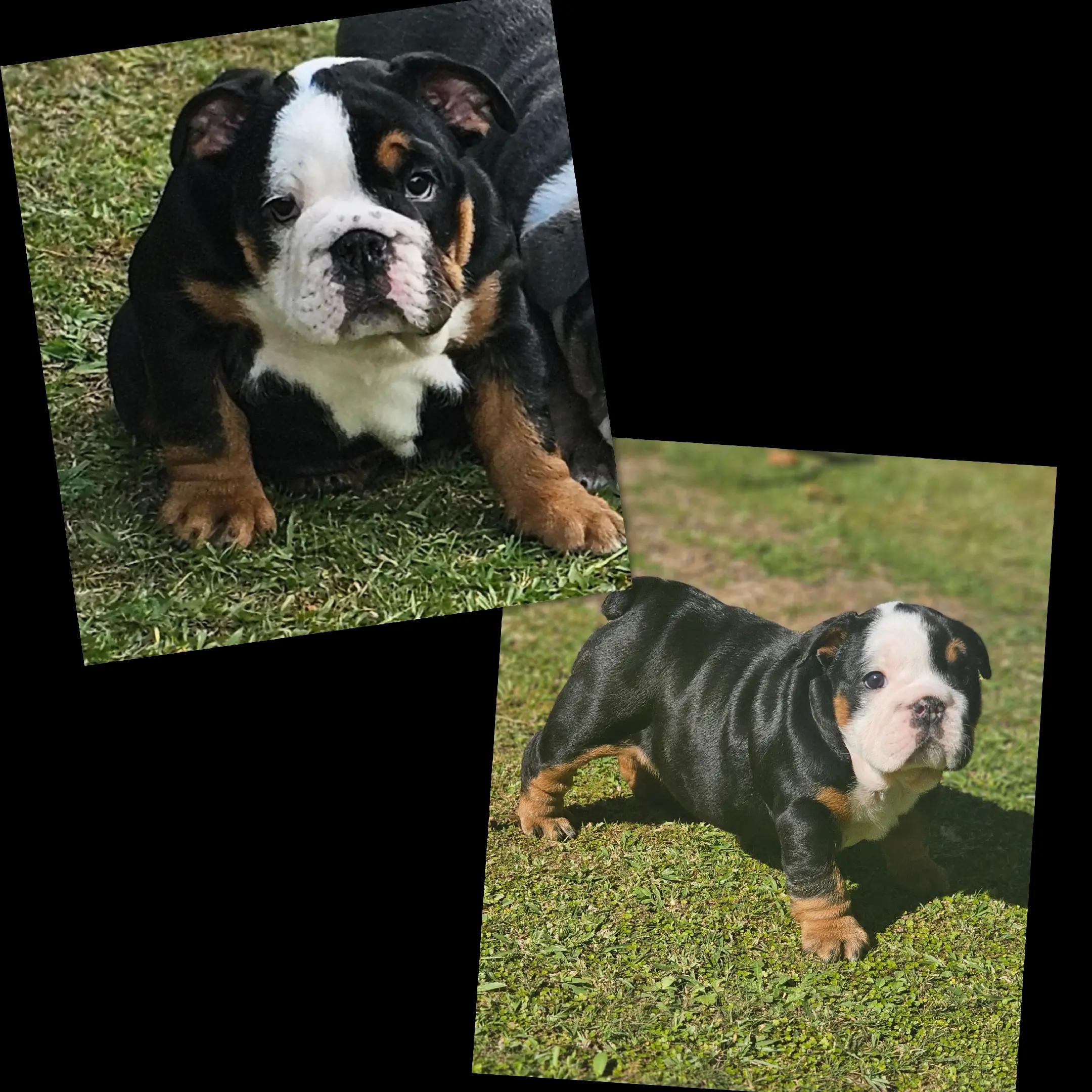 @Bulliciious Bulliez NZ