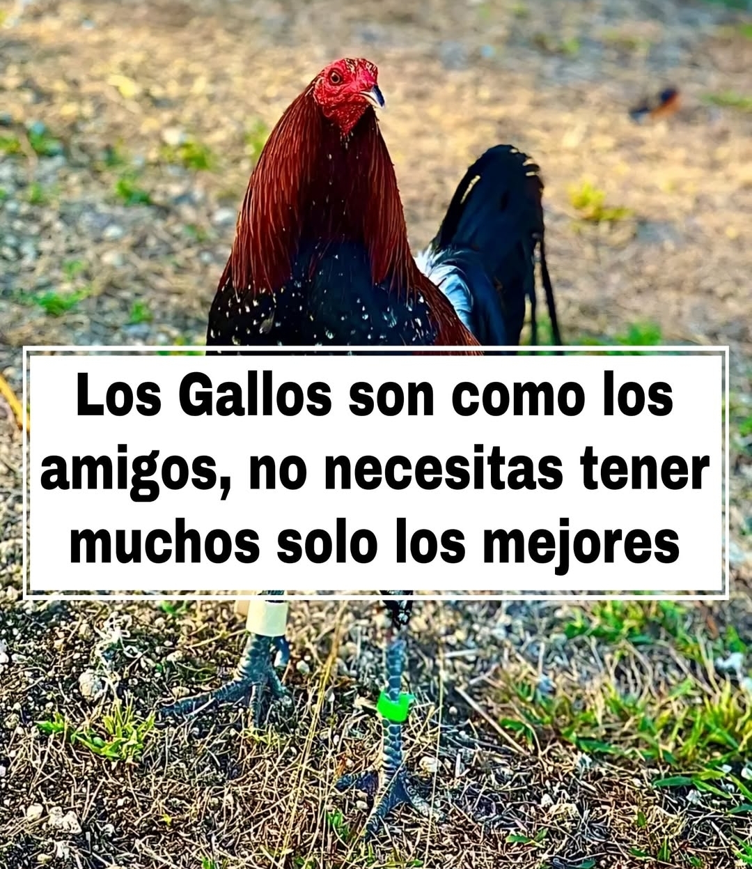 @Los Gallos Más Finos
