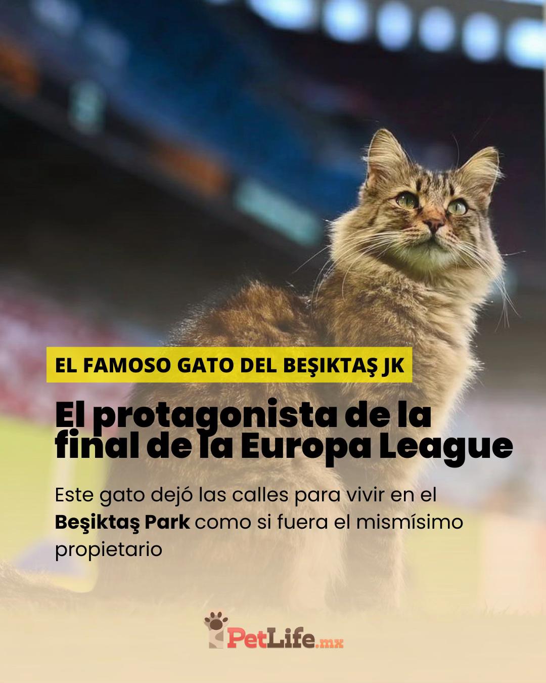 @Petlife