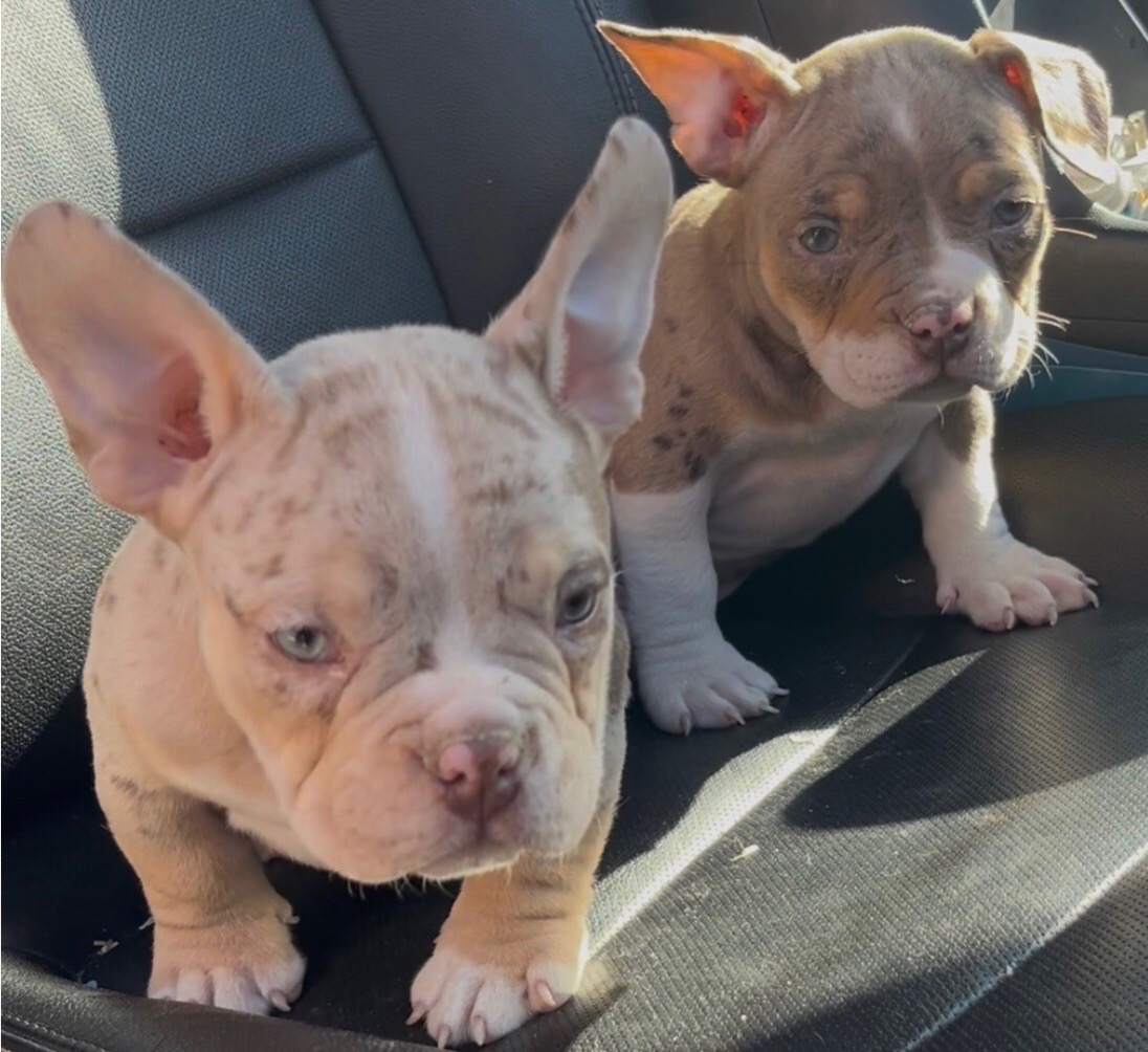 @wildtrikennels