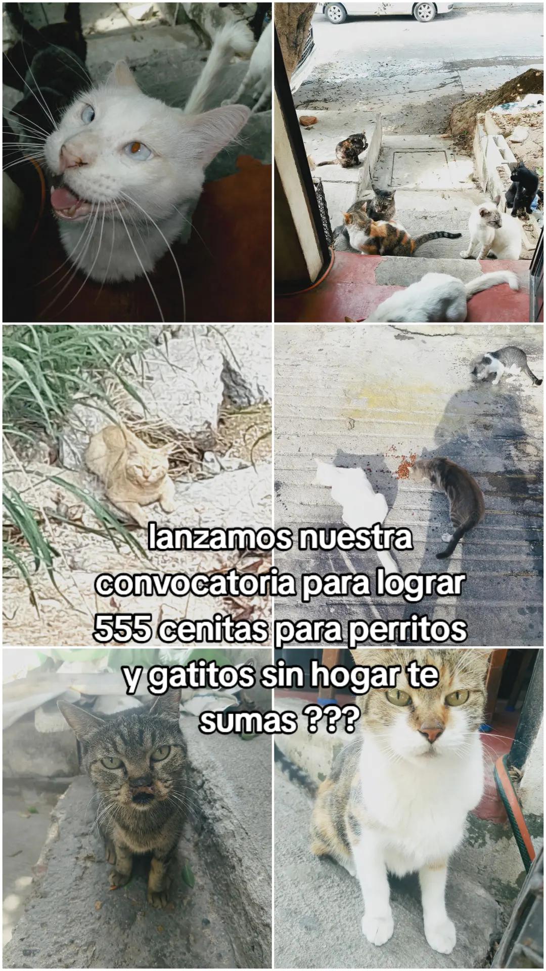 @Adriana Torres ACTUE