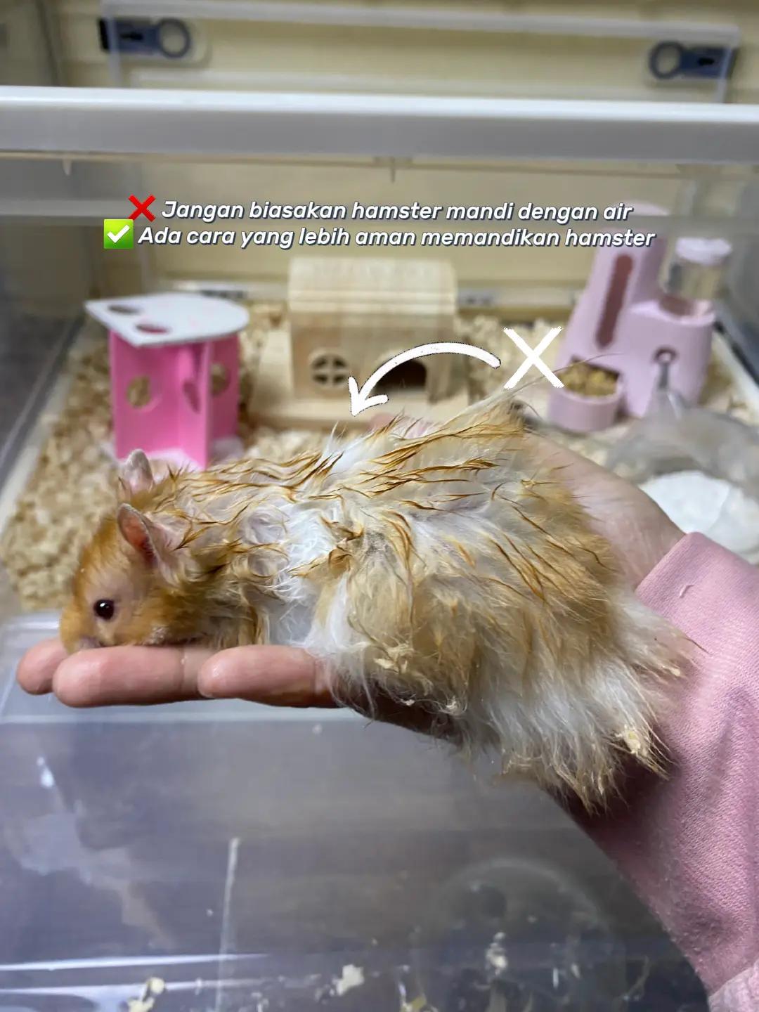 @TamaGo Pet