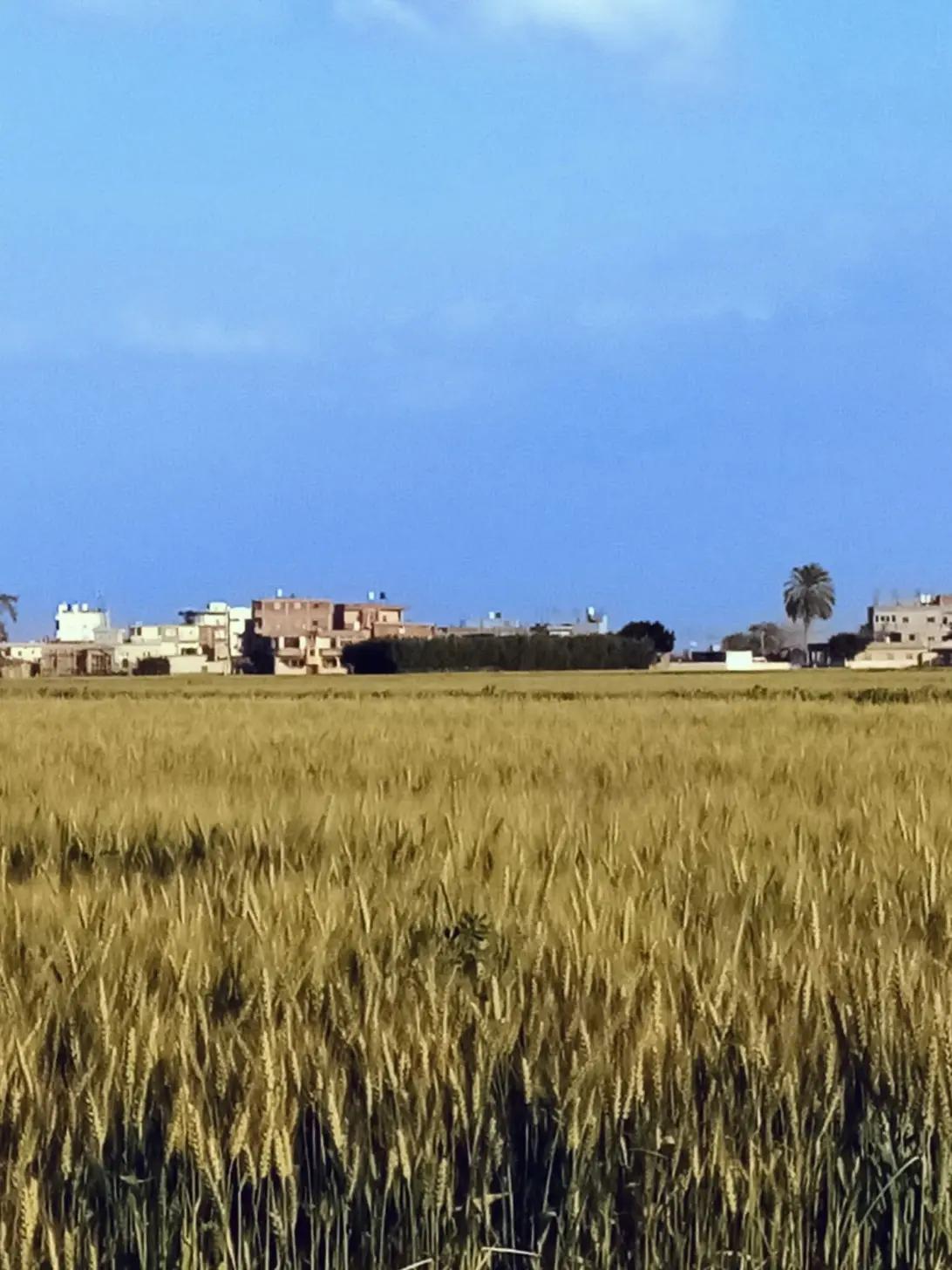 @Salah Din