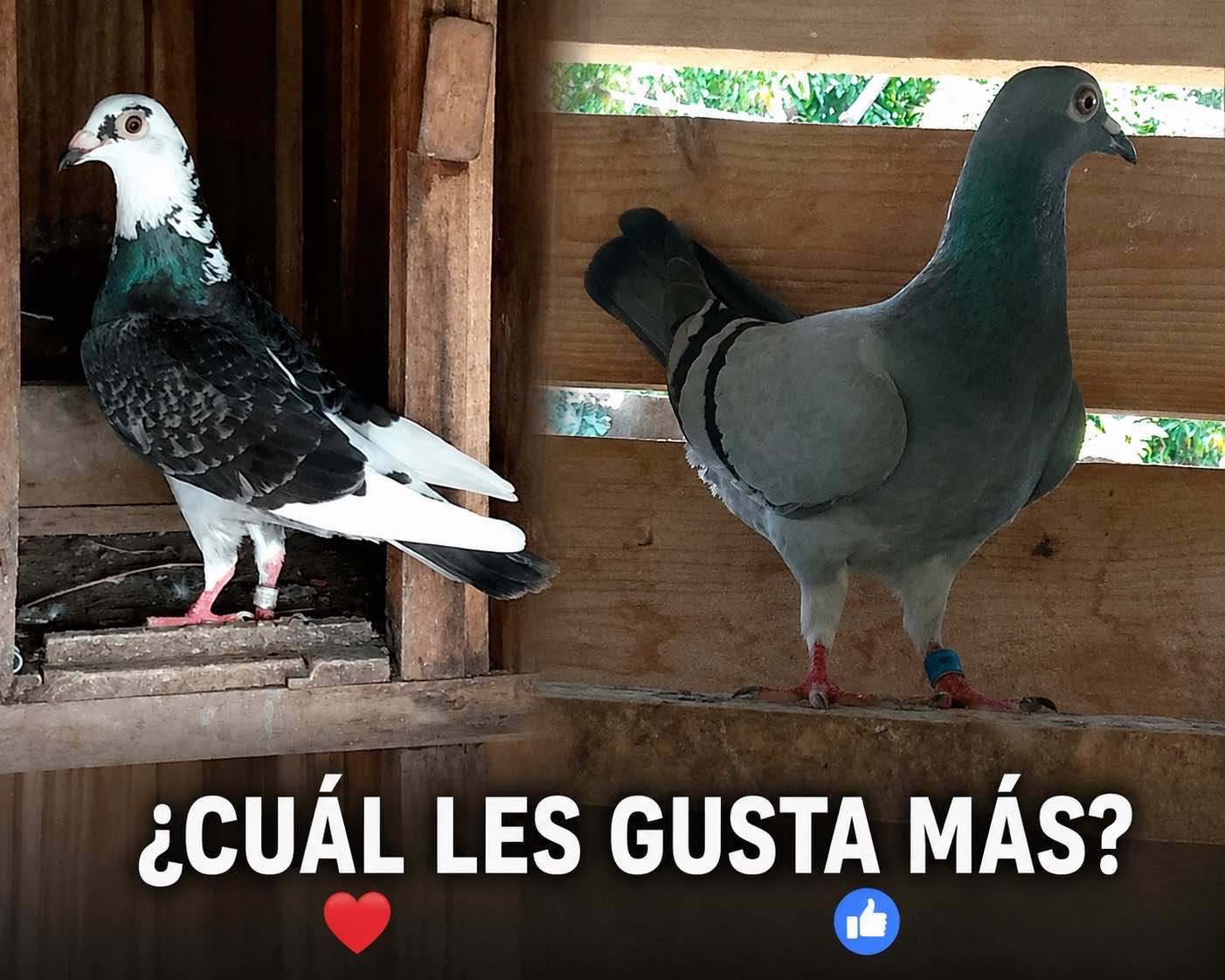 @Camilo