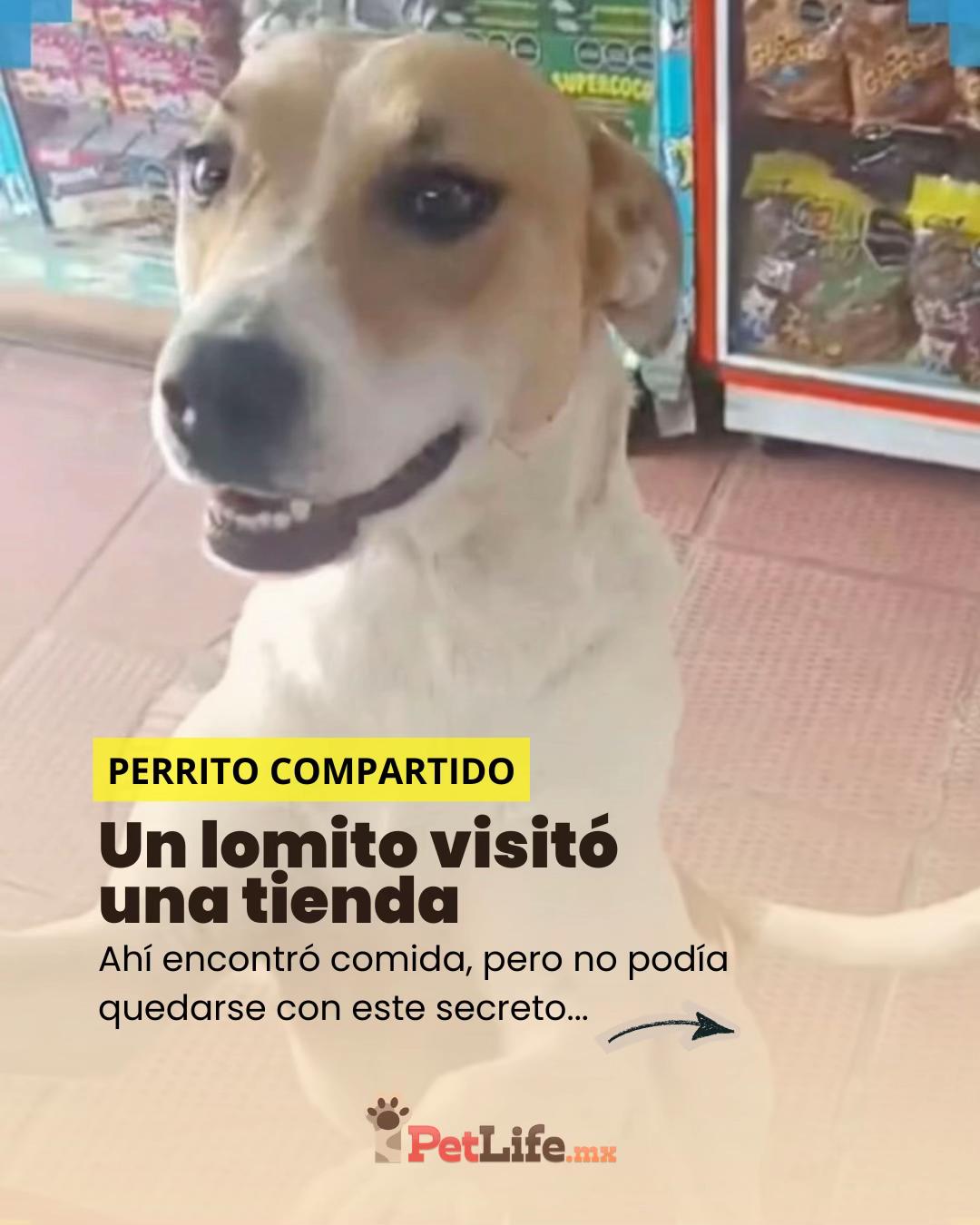 @Petlife