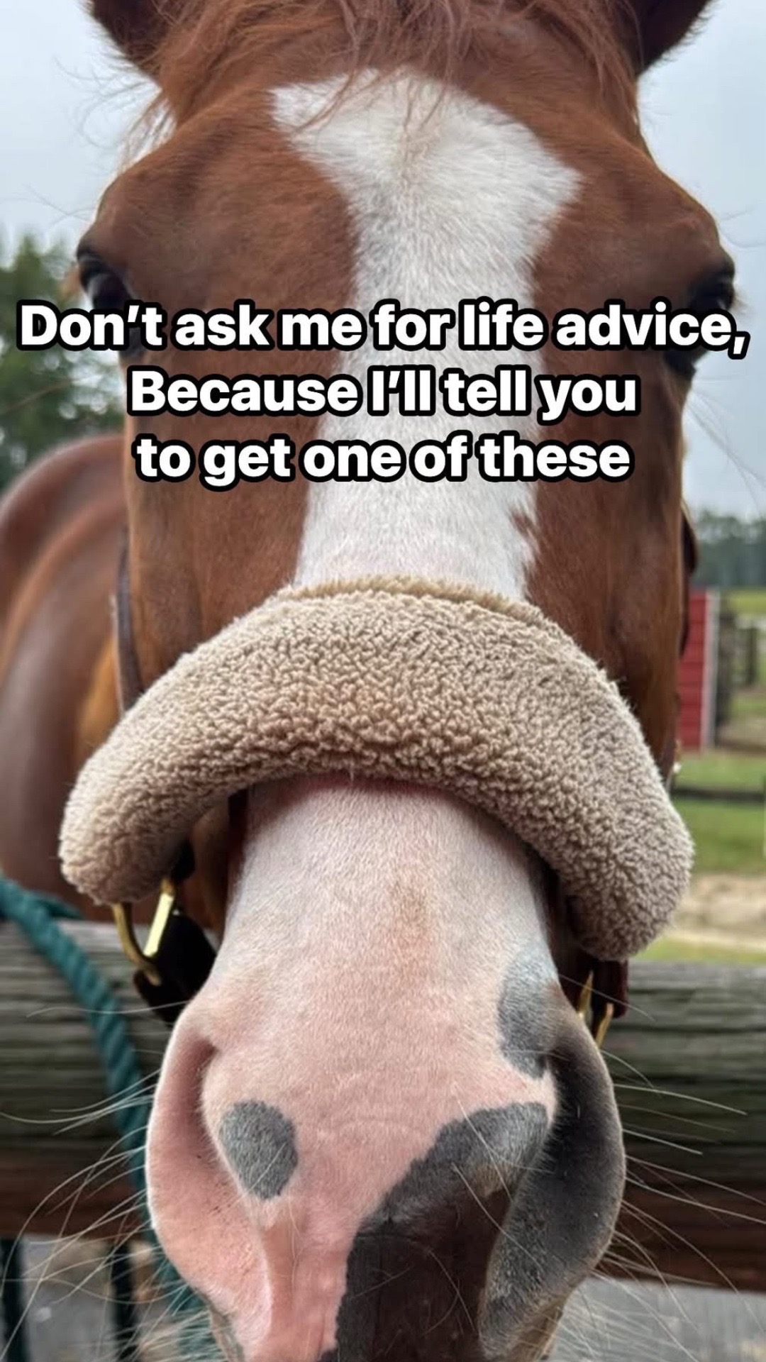 @Horselife