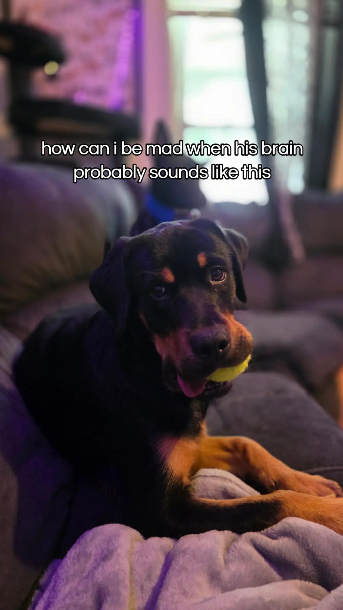 @Canine Wonders Training