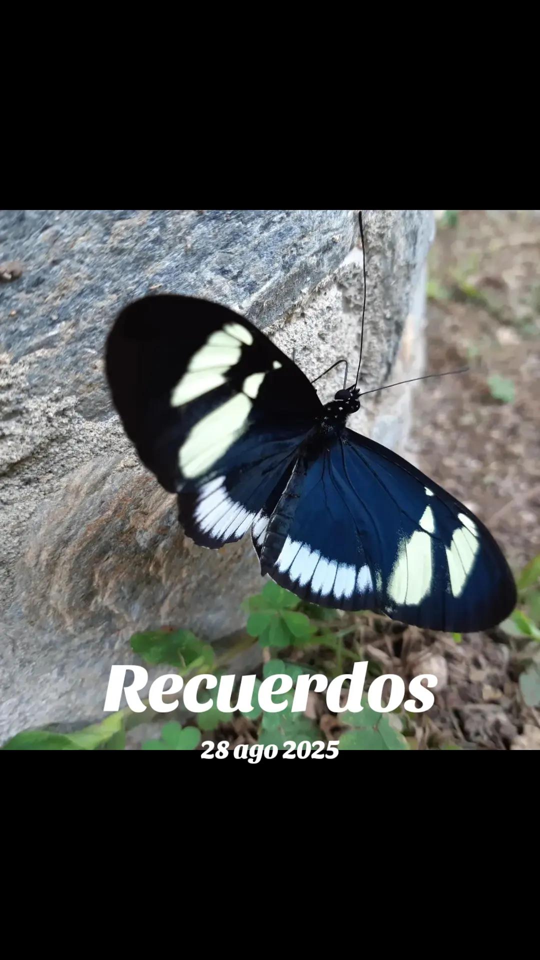 @Luis Fernando Agudel