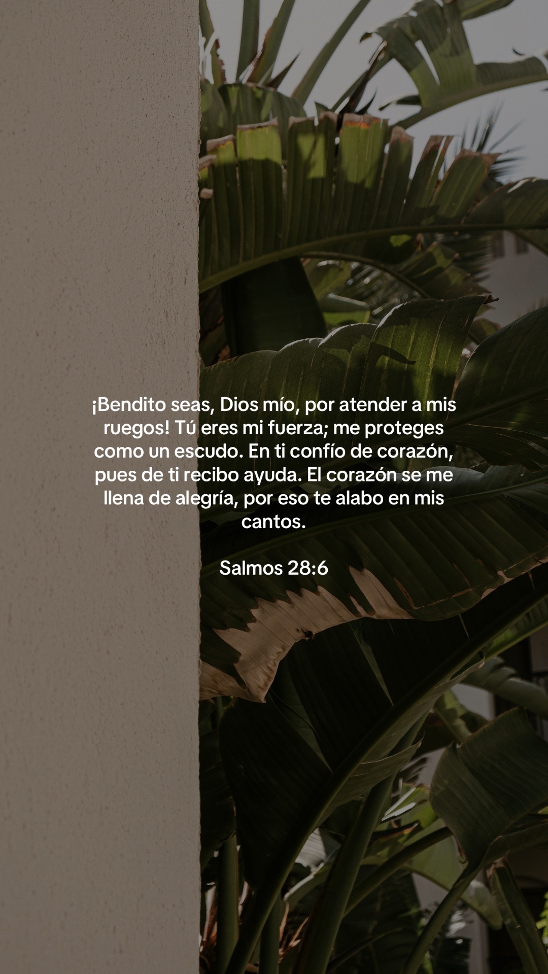 @vidabonita❤️🩹