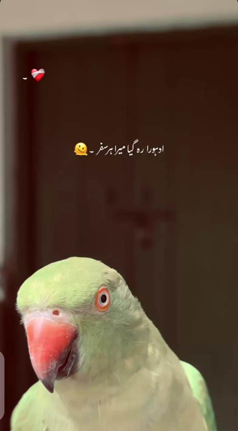 @WAHEED❤️🩹