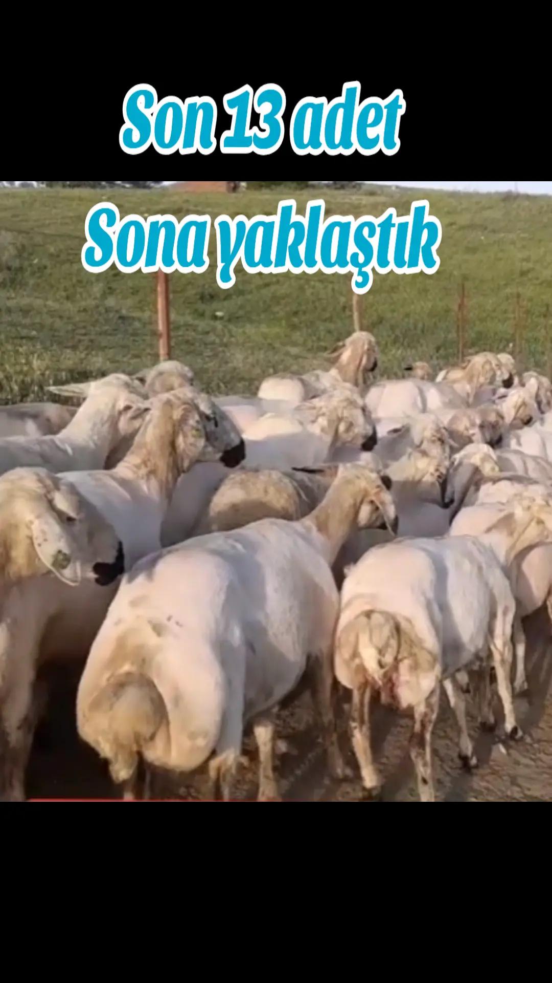 @✎﹏﹏𝐾𝑎𝑑𝑖𝑟 Ş𝑎ℎ&icirc;𝑛﹏﹏