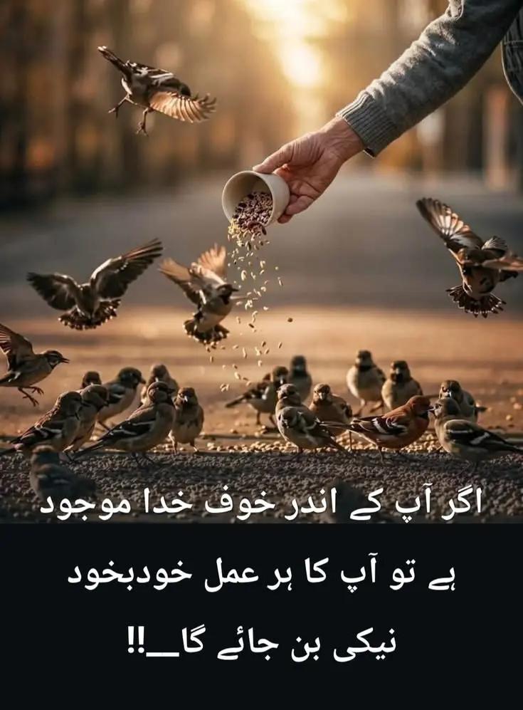 @بلی والا 12