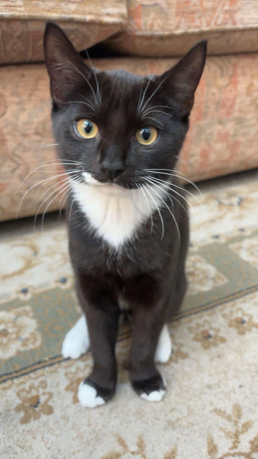 @frankiethetuxedocat_