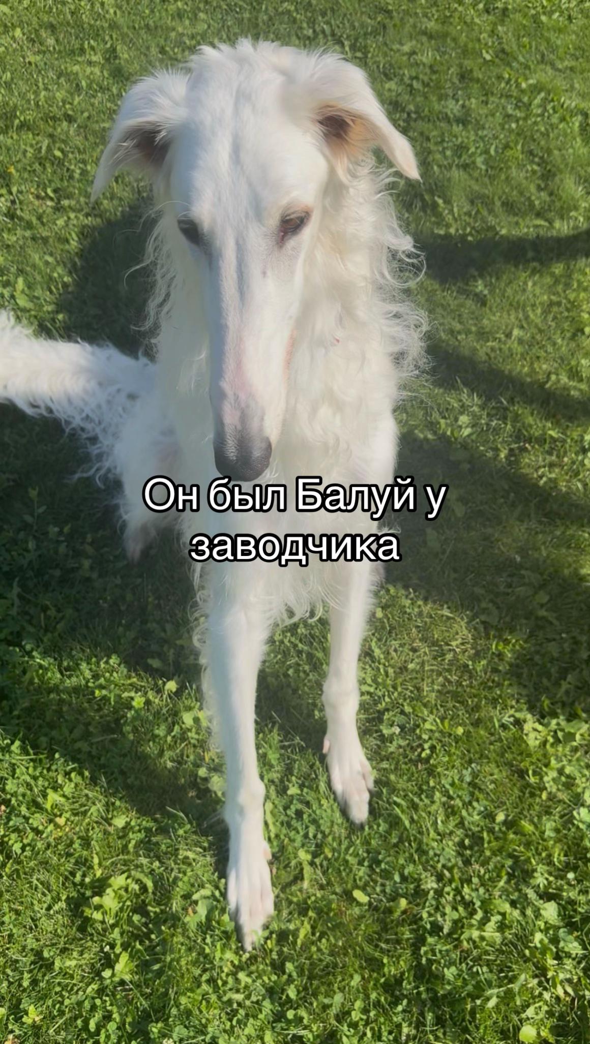 @Кареглазый блондин👁️
