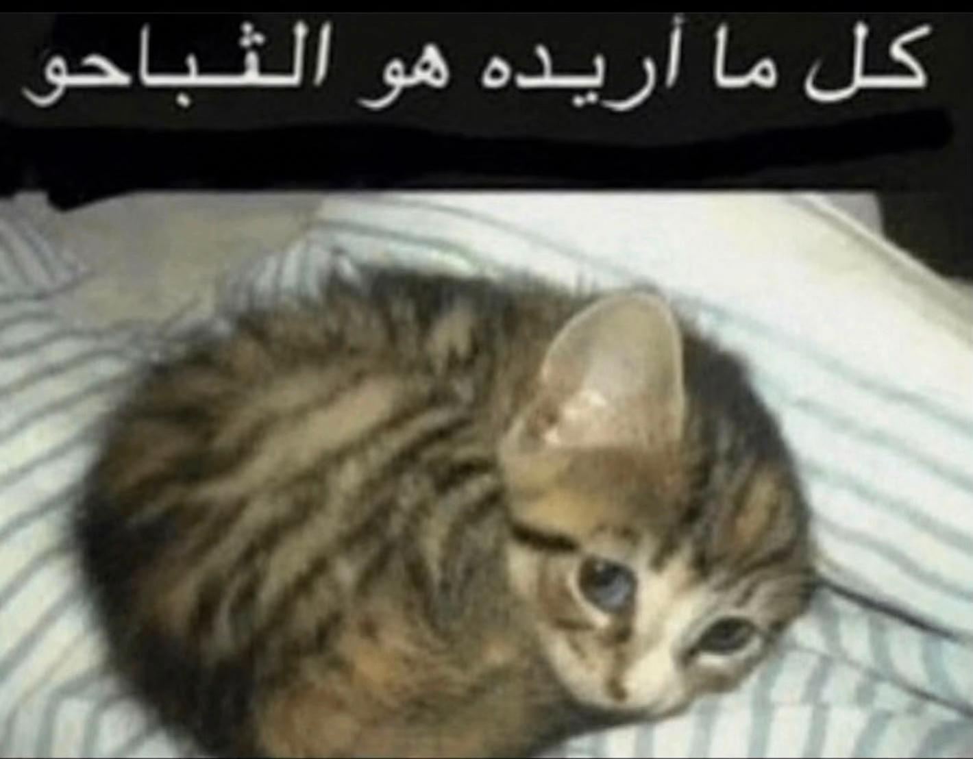 @سدير