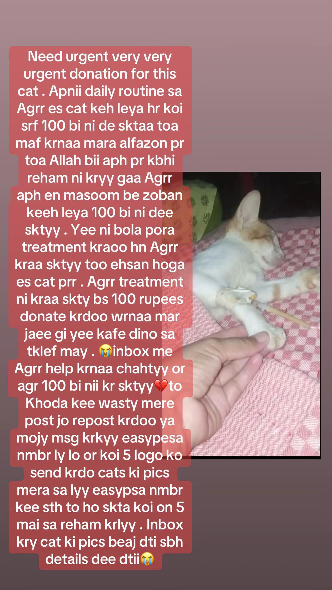 @mirha.donate.for.cat