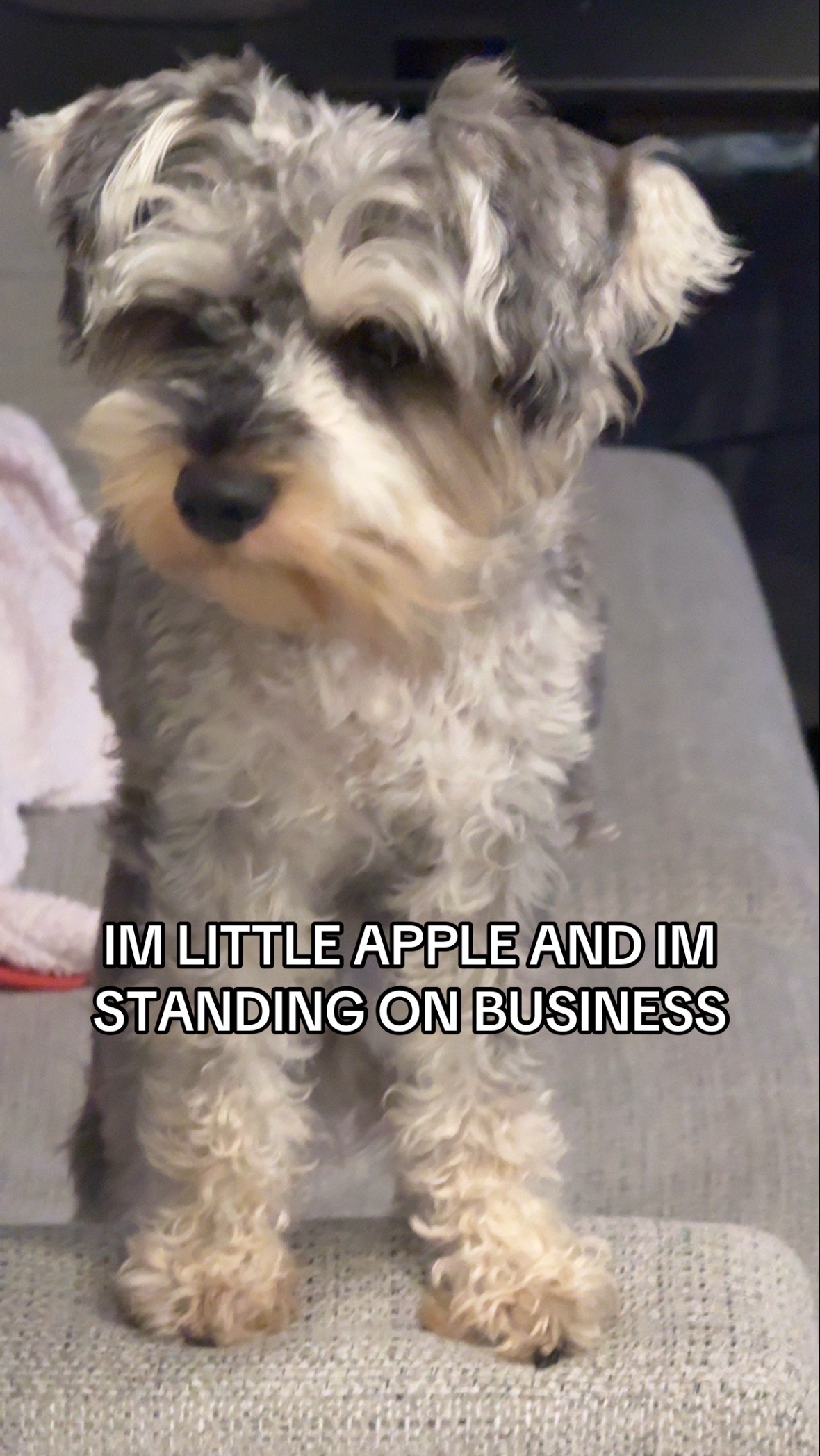 @Apple 🍎