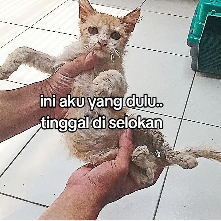 @Kucing Rumah Ronal