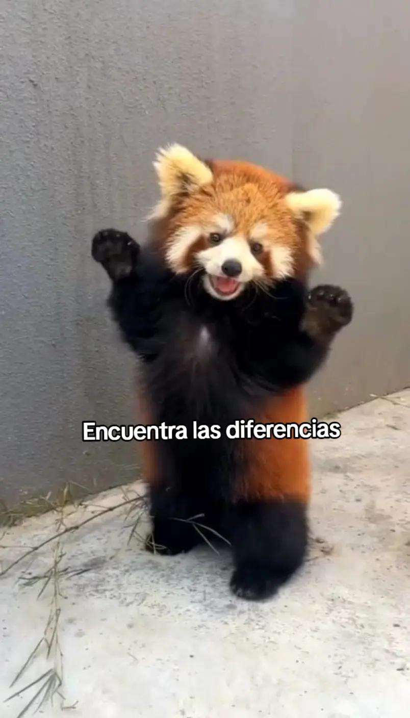 @aly
