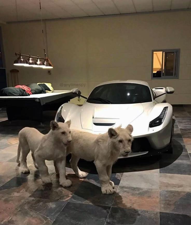 @Dača 🚗