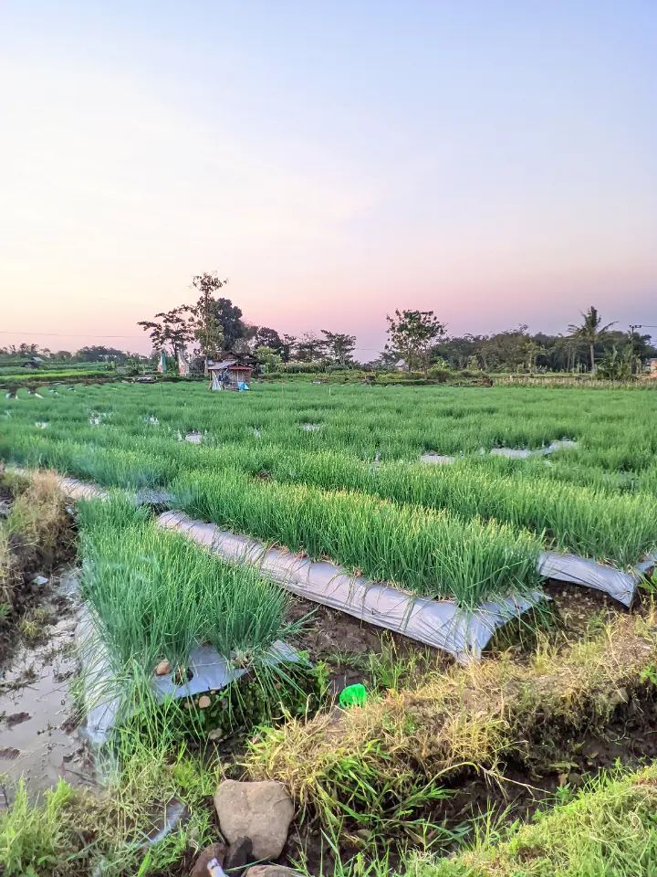@al.farm¹