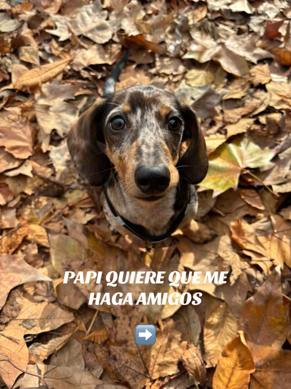 @PANCHO🌭