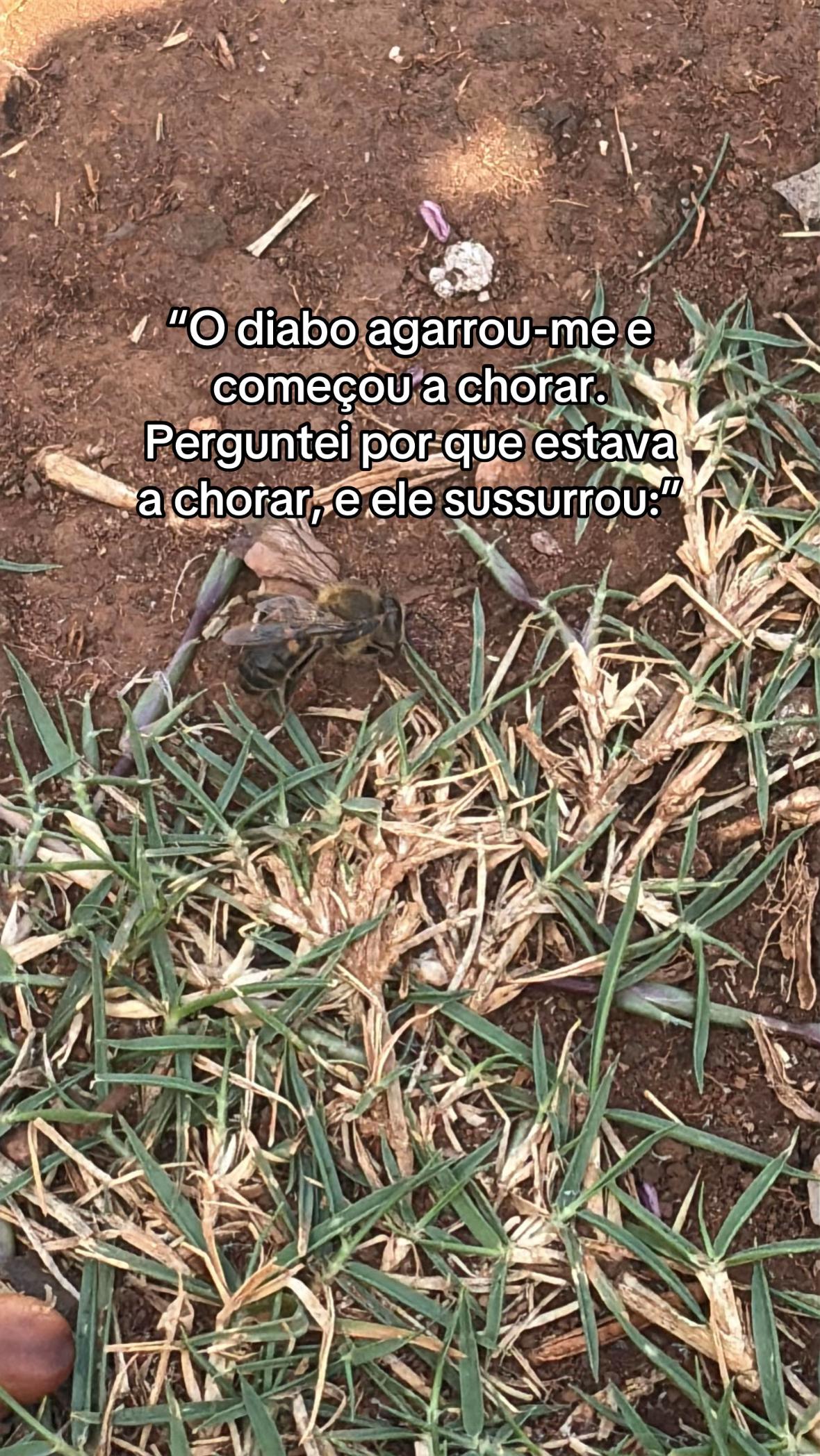 @Luli Trovão