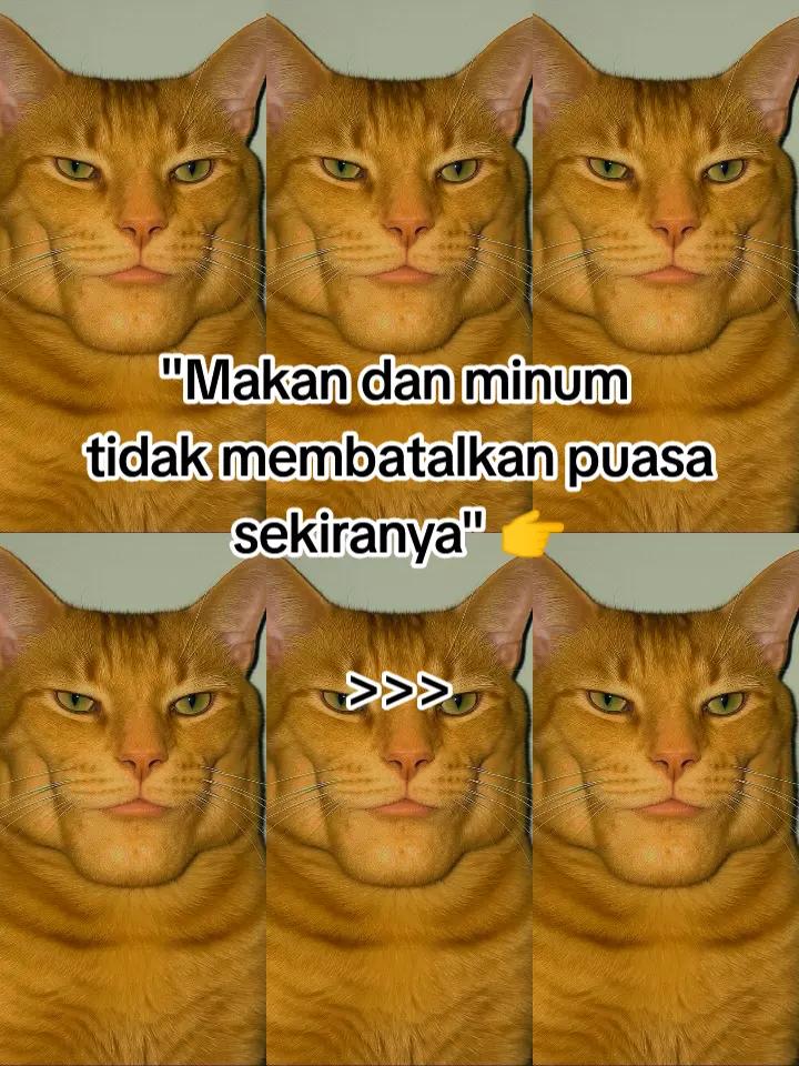 @HykalSazer01