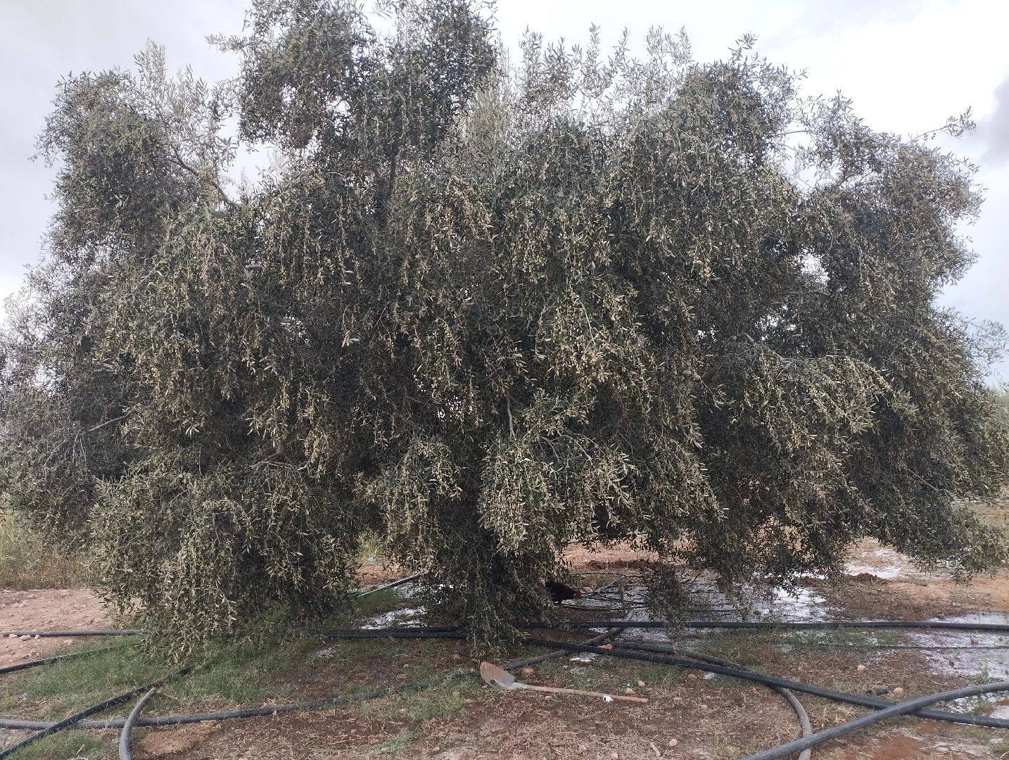 @علاء كرومة