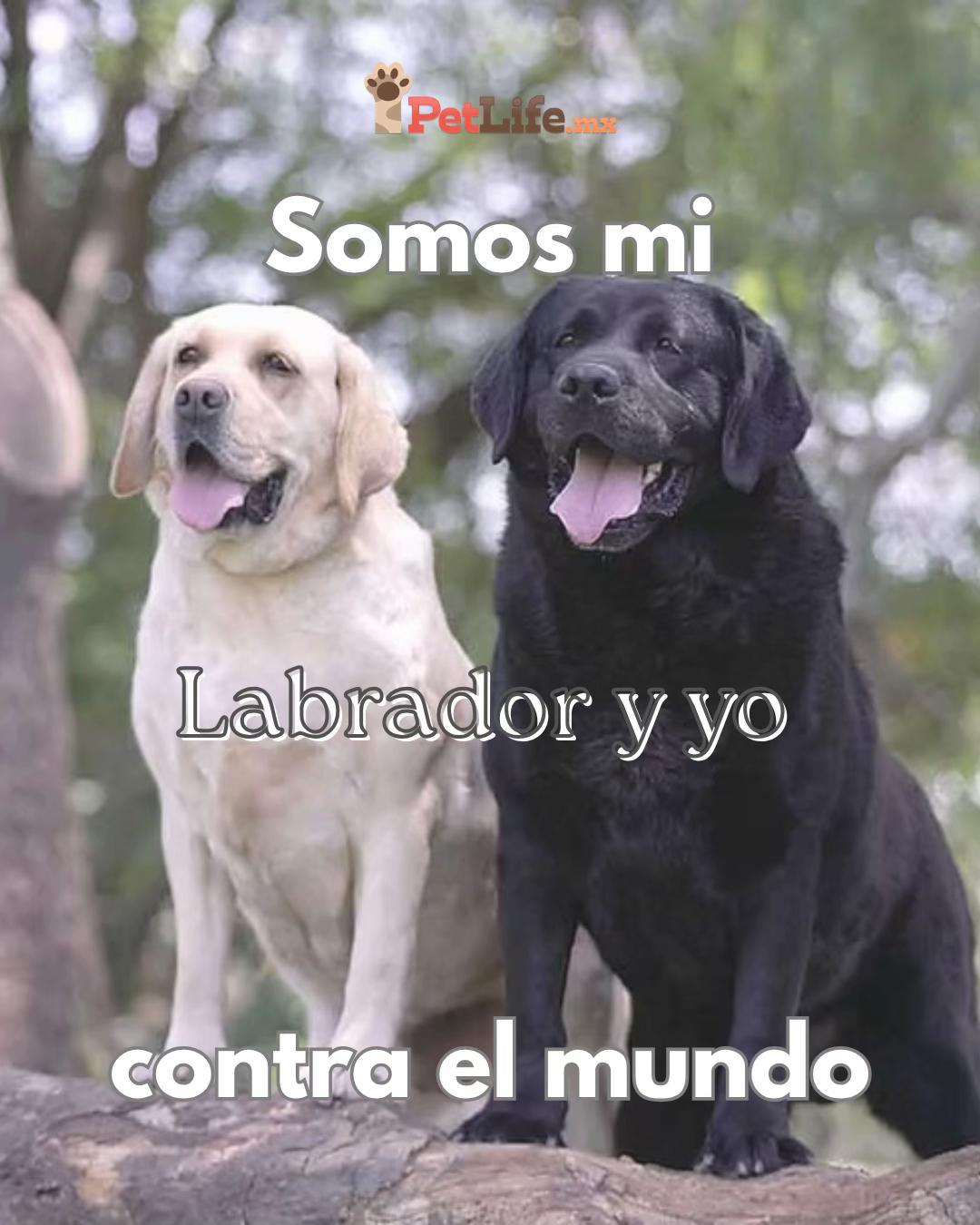 @Petlife