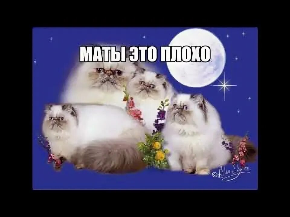 @Mihal1488Kitler