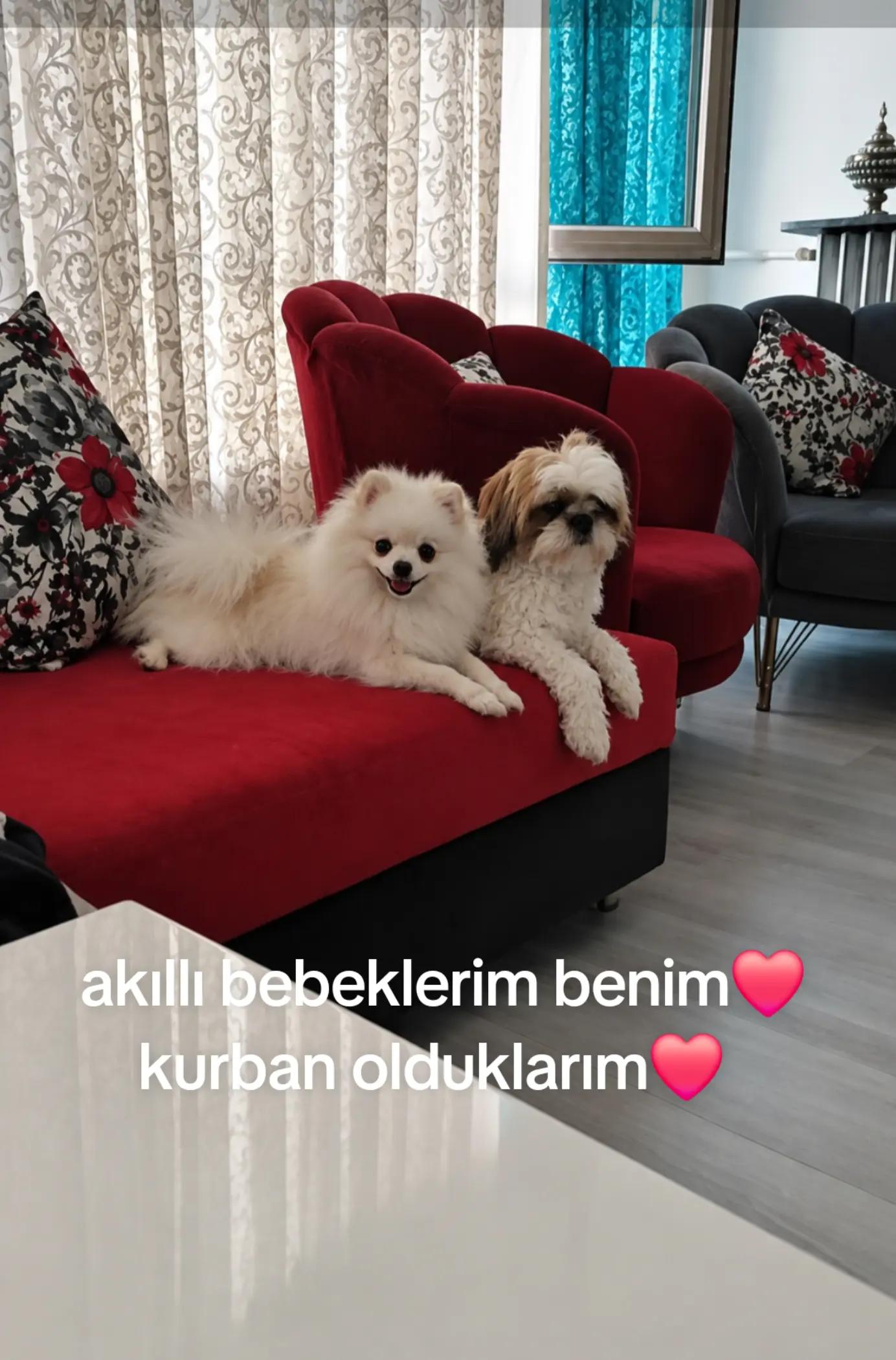 @BİR ÖMÜR MAZLUM❤️