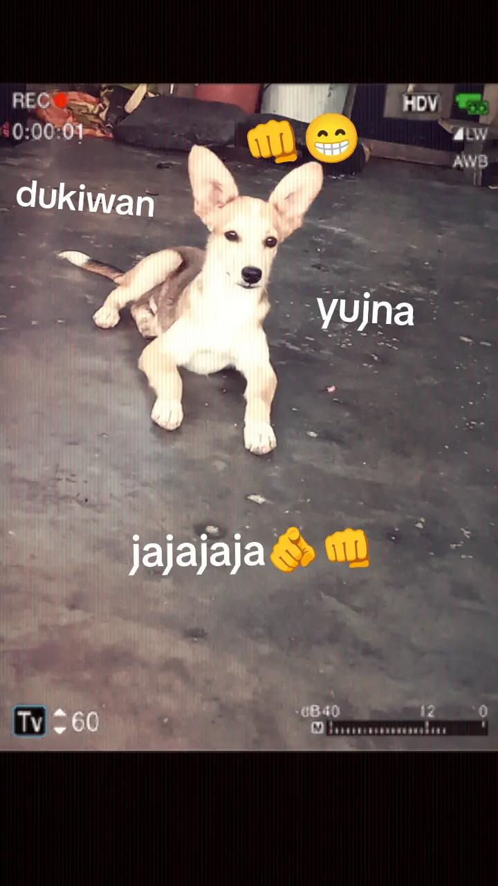 @yai